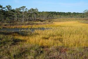 A scenic view of a natural wetland surrounded by golden marsh grasses and sparse pine trees under a clear blue sky. photo