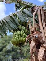 Close-up of a vibrant bunch of green bananas growing on a banana tree, surrounded by lush foliage and dry palm leaves photo