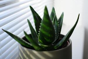 Close-up of a green aloe vera plant in a gray flower pot, placed by a window with white blinds. photo