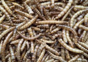 Macro shot of dried mealworms, commonly used as animal feed or alternative protein source photo