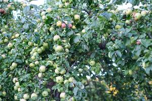 ush apple tree branches filled with clusters of green apples in various stages of ripening. photo