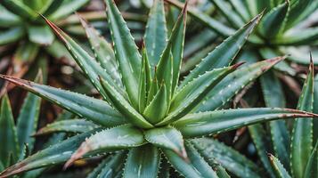 A close up shot of a vibrant green aloe vera plant with sharp leaves in a natural setting outdoors photo