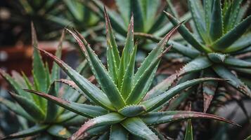 A close up shot of multiple aloe vera plants with pointed leaves in an outdoor setting showing detail photo