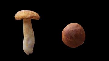 Cyclic rotation of two types of mushrooms around their axis. Looping motion. Close-up. Alpha Channel. video