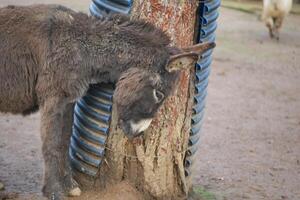 Donkey resting its head against a tree in a farmyard setting photo