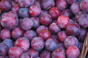 Fresh plums displayed in a market basket during summer photo