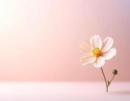 Minimalist pastel image of a white flower photo