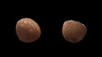 Cyclic rotation of two types of hairy coconuts around their axis. Looping motion. Close-up. Alpha Channel. video