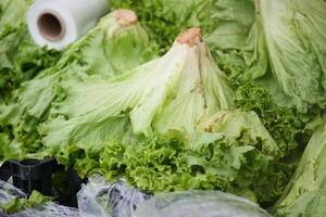 Fresh green lettuce varieties displayed at a local market stall photo