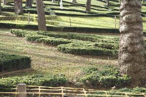 Bushes shaped in decorative patterns in a serene park setting photo