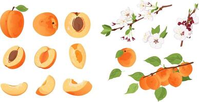 Set with apricot flower, apricot on a branch, a whole apricot and half a fruit. Big apricot set. vector