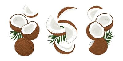 Hand drawn flying coconuts. Banner with falling coconuts and leaves. vector