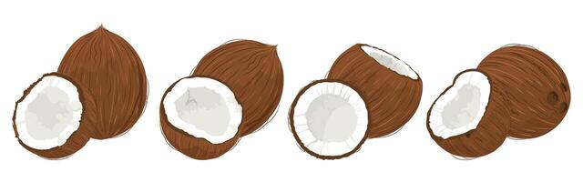Fresh whole and a half coconut. Hand drawn set consisting of several compositions of a whole coconut and a half. Coconut day 2 September. vector