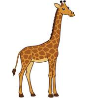 cartoon giraffe standing and smiling on white background vector