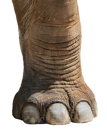 elephant foot with detailed rough skin texture and large toenails close-up on isolated background for wildlife nature and animal anatomy concept png