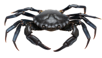 close-up of black crab with detailed hard shell texture and large claws on isolated background for marine food, nature and educational content png