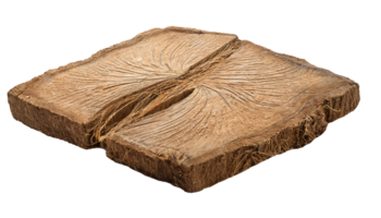 natural tree root fibers close-up of textured wood cross-section rustic organic material surface pattern detail for nature design and craft on isolated background png