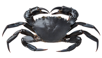 high detail close-up of black crab with sharp shell texture and claws on isolated background for seafood, marine biology and educational use png