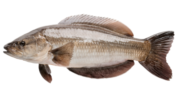 high detail close-up top view of whole snakehead fish with natural texture and scales on isolated background for seafood and nature projects png