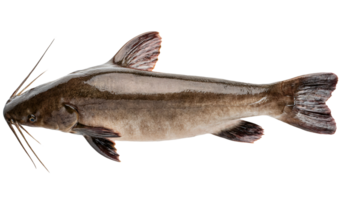 fresh catfish full body close-up view on isolated background for seafood culinary and biological education content png