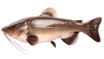 raw whole catfish full body top view on isolated background for cooking seafood market and aquatic biology reference png