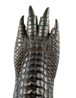 sharp clawed crocodile foot with dark reptile scales and rough animal skin texture on isolated background for wildlife education and danger concept png
