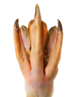 duck foot with detailed texture of orange skin webbed toes and claws on isolated background for poultry animal anatomy and food concept png