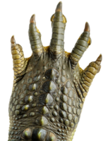 crocodile clawed foot with detailed green scaly skin texture and sharp reptile nails on isolated background for wild animal and predator concept png