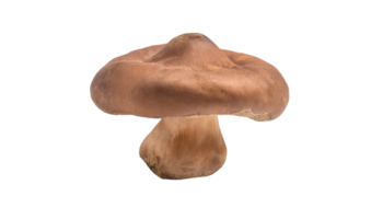 unusual shaped brown mushroom with textured cap and stem, wild edible fungus from forest, on isolated background png