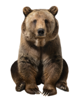 brown bear sitting with warm fur tones and sharp claws, forest wildlife mammal on isolated background, perfect for nature and animal themes png