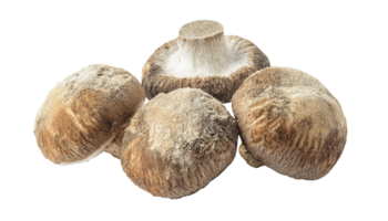 dried shiitake mushrooms covered in powdery surface texture, traditional asian ingredient for cooking and herbal use, on isolated background png