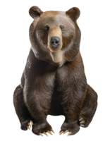 brown bear sitting upright with detailed fur and claws, wild animal from forest wildlife on isolated background png
