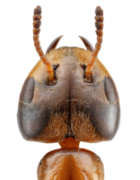 ant head closeup macro view showing detailed texture and structure on isolated background png