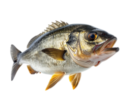 realistic close-up of a golden smiling fish with detailed scales and open mouth on isolated background for seafood and nature concept png