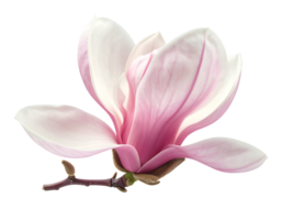 realistic soft pink magnolia flower in gentle breeze with branch on isolated background png