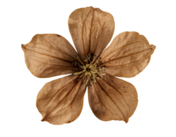 top view of a dried vintage brown flower with fragile petals on isolated background png