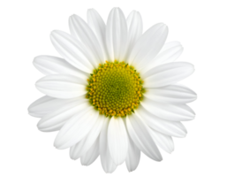top view of a white daisy flower with yellow green center on isolated background, clean botanical element for natural and minimalist design png