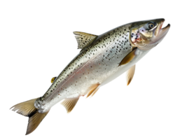 realistic photograph of a full jumping trout fish with shiny scales and open mouth on isolated background png