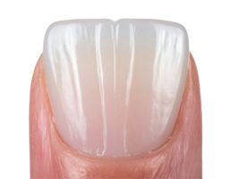 macro close-up of healthy human fingernail on isolated background with clean natural texture for manicure or nail care concept png
