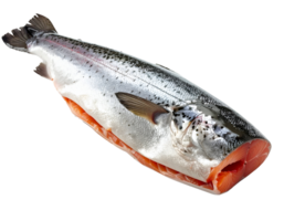 fresh whole raw salmon fish cleaned and gutted ready to cook on isolated background with visible pink fillet and shiny skin png