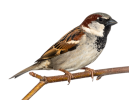 tiny house sparrow perched on a dry twig on isolated background, close-up of small wild bird in natural pose png