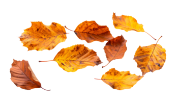 set of dried autumn leaves with natural texture, isolated on white background, realistic fall foliage with curled edges and color variations png