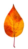 single vibrant autumn leaf isolated on white background, orange red and yellow fall leaf with detailed texture and sharp edges png