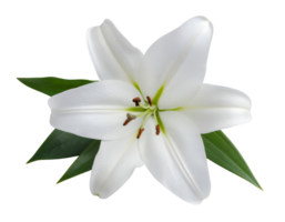 top view of white lily flower in full bloom with green leaves on isolated white background, realistic floral botanical illustration for elegant nature design png