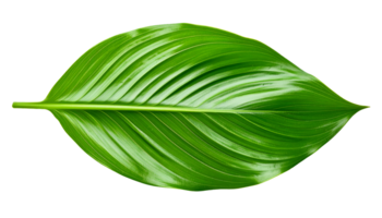symmetrical glossy tropical green leaf with defined veins and smooth texture, botanical natural design element, on isolated background png