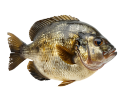 realistic isolated image of a round chubby freshwater fish with golden scales, side view on white background png