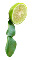 Fresh green bergamot fruits or kaffir lime in one half with green leaf in stack isolated with clipping path in file format png