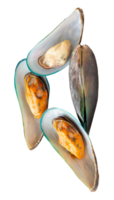 Top view of four cooked or steamed green mussels in stack isolated with clipping path in file format png