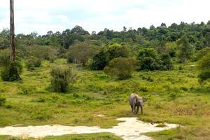 A Sumatran elephant at an elephant sanctuary in Minas, Riau, Indonesia photo