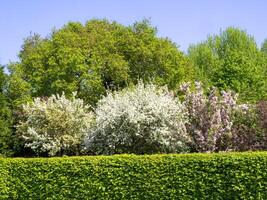 Trees with spring foliage and blossom seen behind a hedge photo